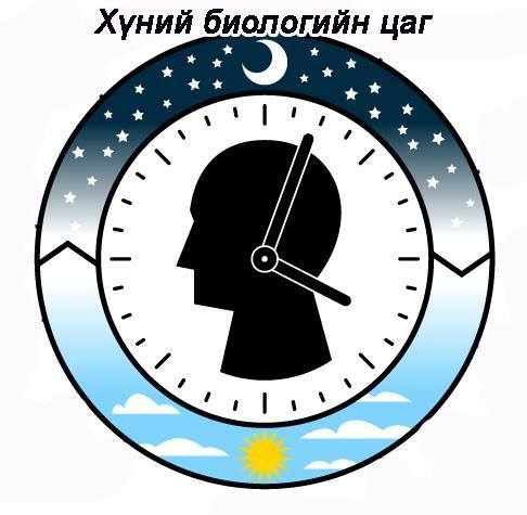 Хүний биологийн цаг